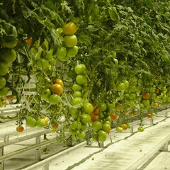 Geothermal Greenhouse Tomato Farm
