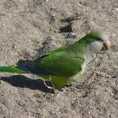 Monk parakeet