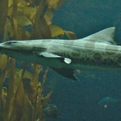 Leopard Shark, Monterey Bay Aquarium