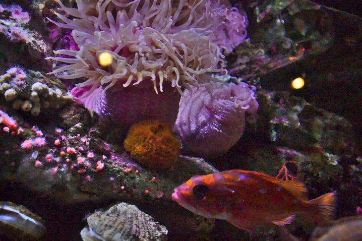 Anemone, Monterey Bay Aquarium