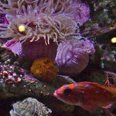 Anemone, Monterey Bay Aquarium