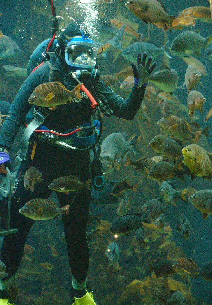 Diver in Kelp Forest, Monterey Bay Aquarium