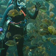 Diver in Kelp Forest, Monterey Bay Aquarium