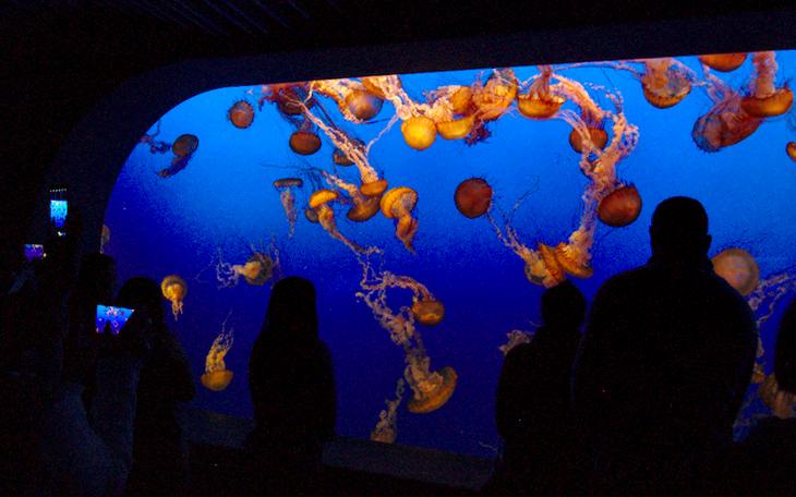 People in front of sea nettle exhibit, Monterey Bay Aquarium