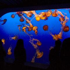 People in front of sea nettle exhibit, Monterey Bay Aquarium