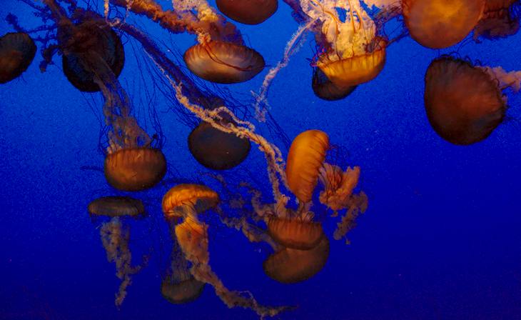 Sea Nettles, Monterey Bay Aquarium