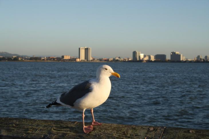 Seagull with Oakland in the Background