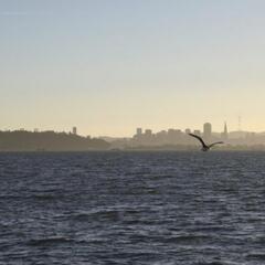 San Francisco as seen from the Berkeley Marina
