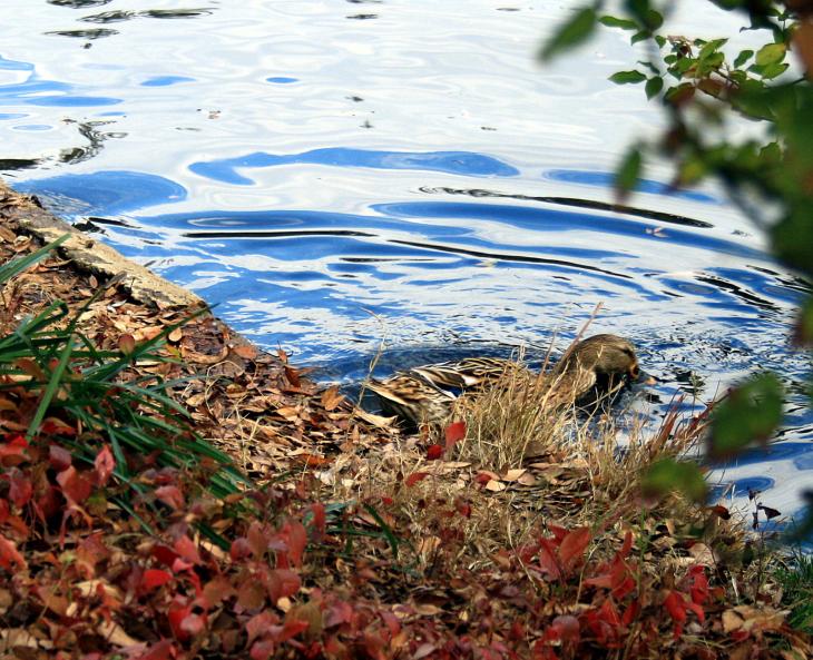 A duck in the Arboretum