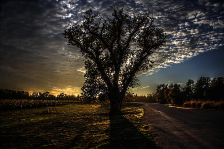 A tree in front of the setting sun (HDR)