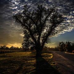 A tree in front of the setting sun (HDR)