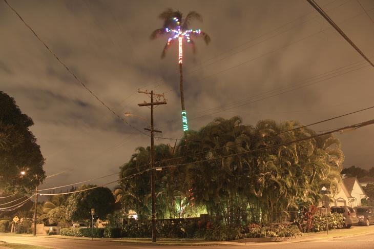 Christmas palm tree / Eine Weihnachtspalme